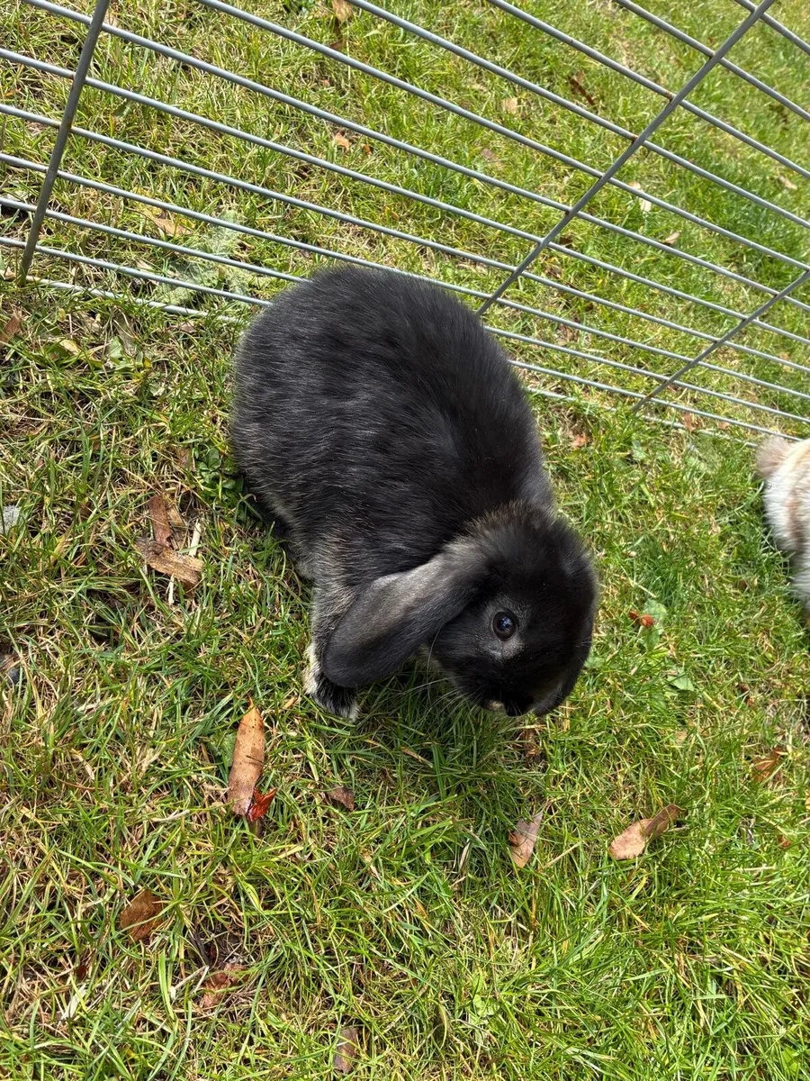 Rabbits - Image 3