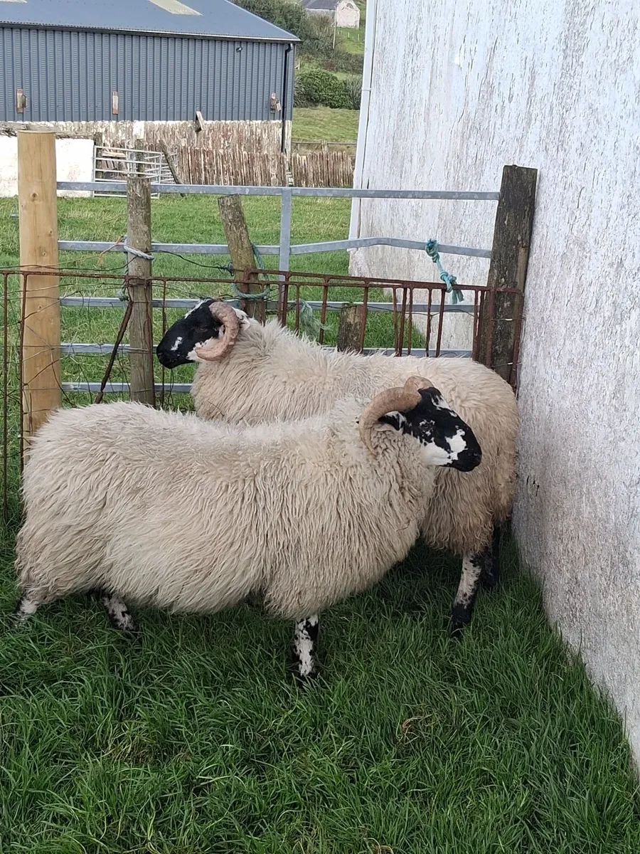 Two Ram Lambs - Image 1