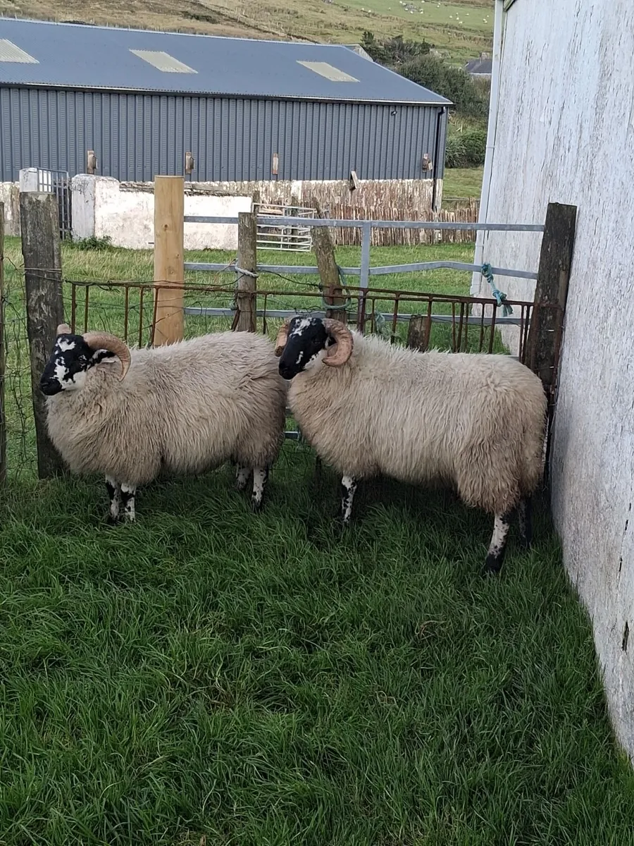 Two Ram Lambs - Image 2