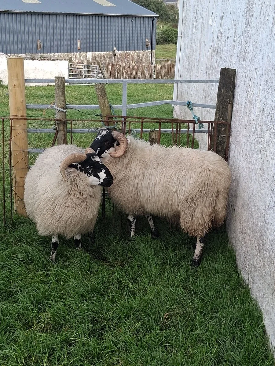 Two Ram Lambs - Image 3
