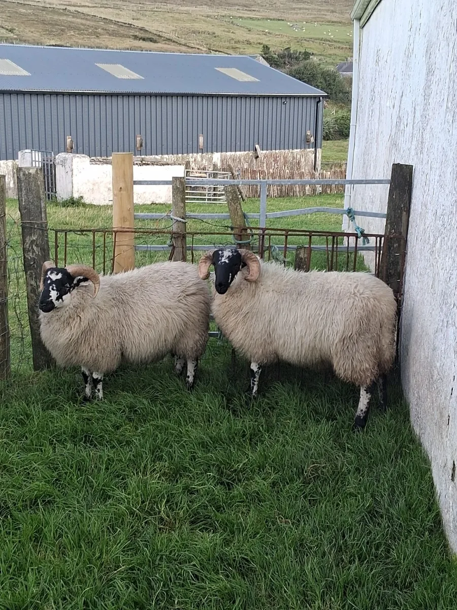 Two Ram Lambs - Image 4