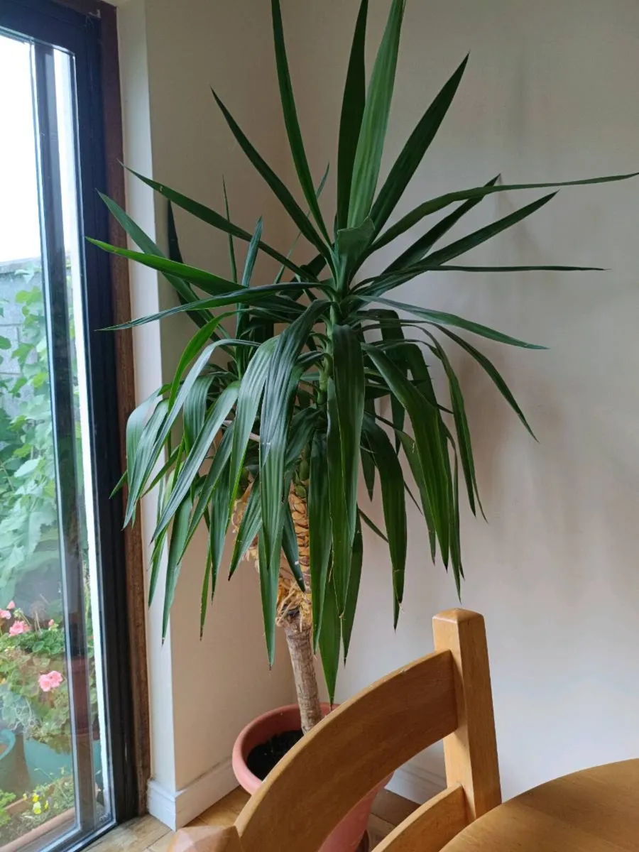Mature Yucca, house plant, approx 5' tall. - Image 1