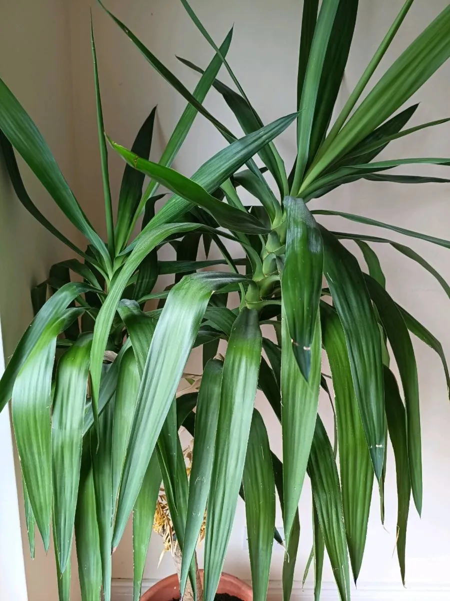 Mature Yucca, house plant, approx 5' tall. - Image 2