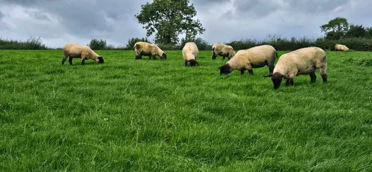 Suffolk X Hoggets - Image 4