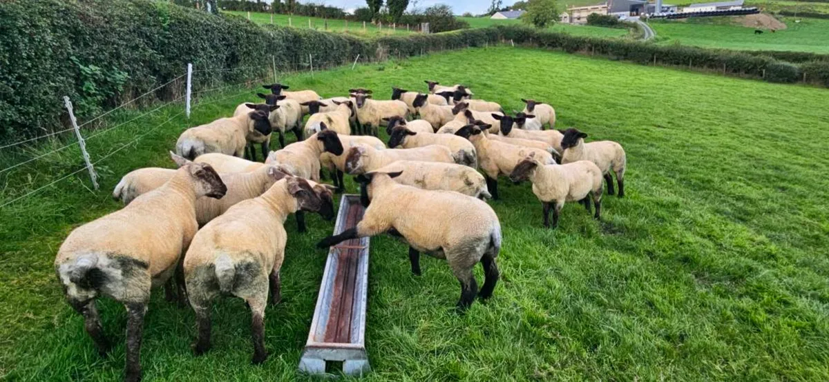 Suffolk X Hoggets - Image 1