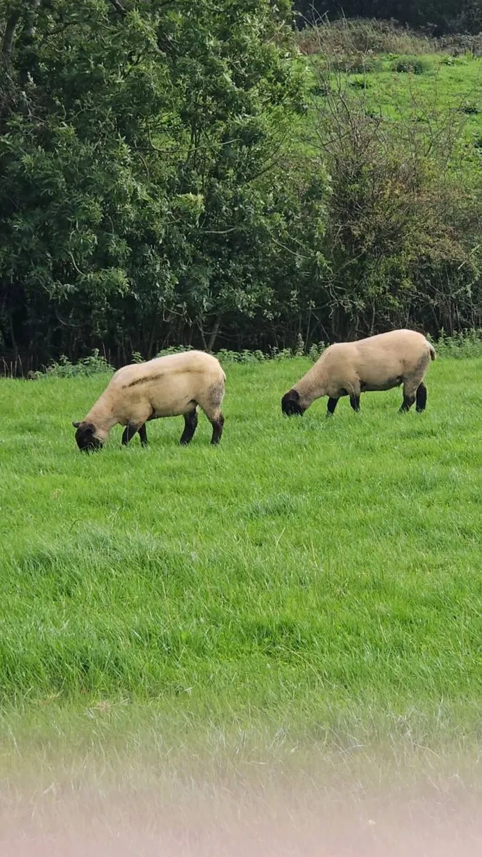 Suffolk X Hoggets - Image 2