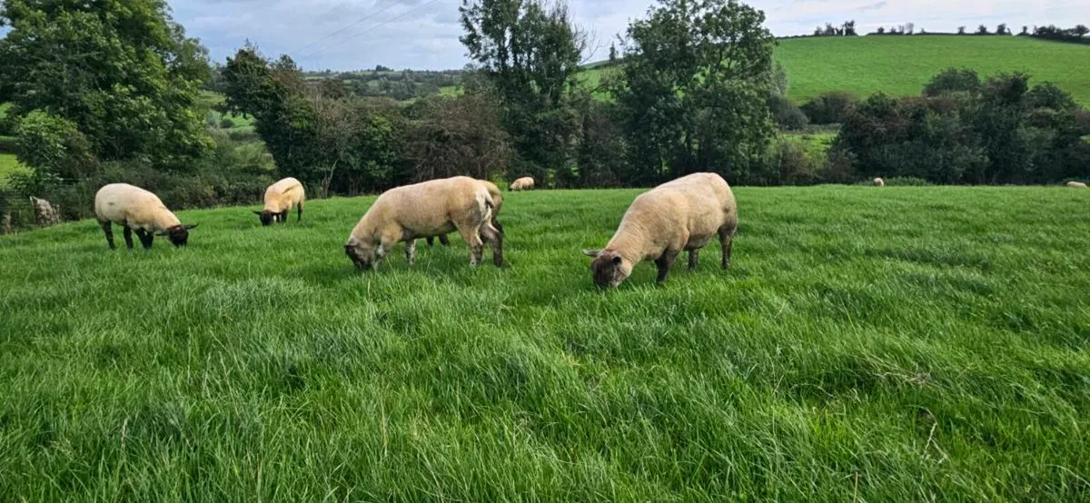 Suffolk X Hoggets - Image 3