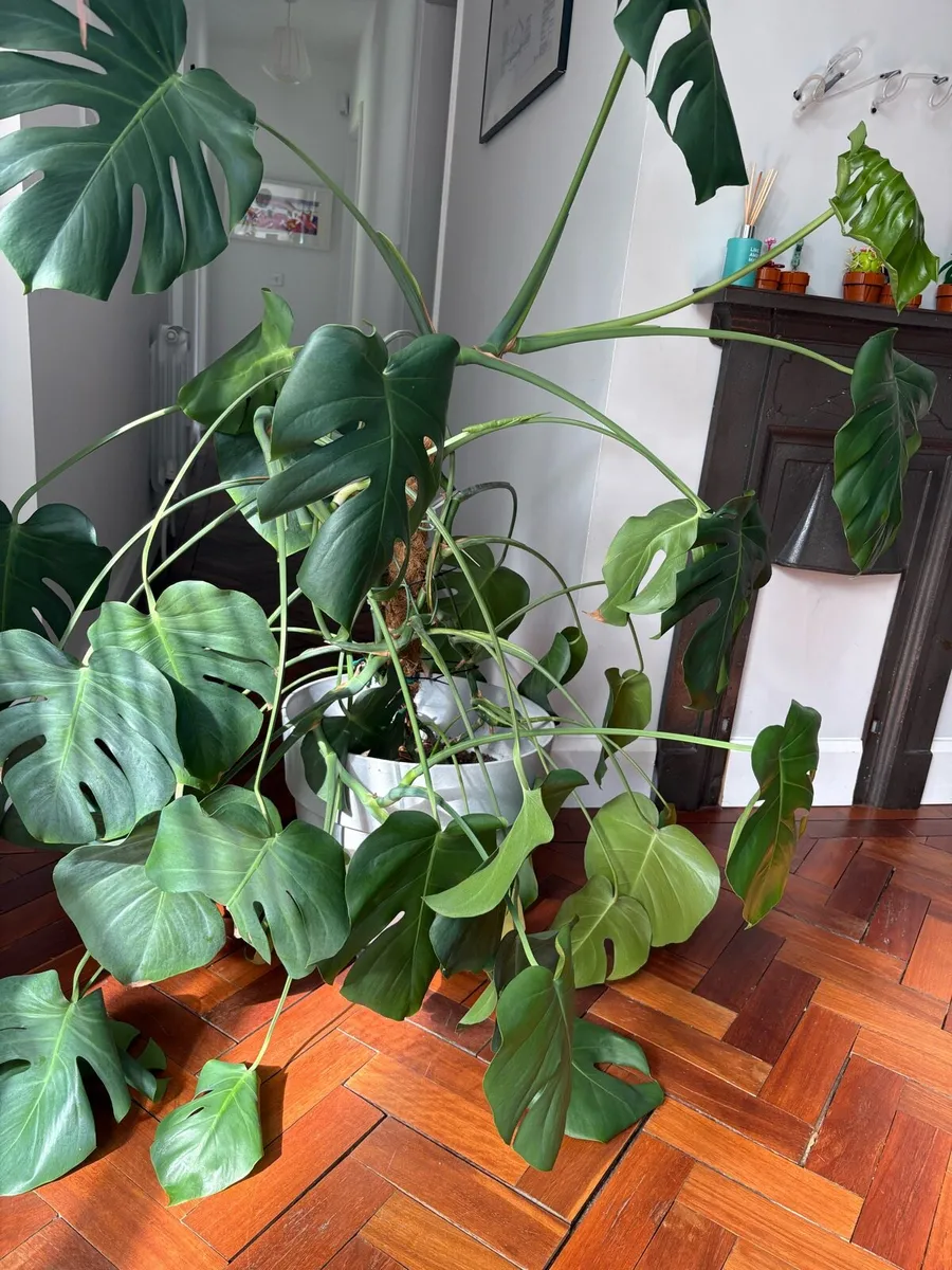 Large Houseplant - Image 1