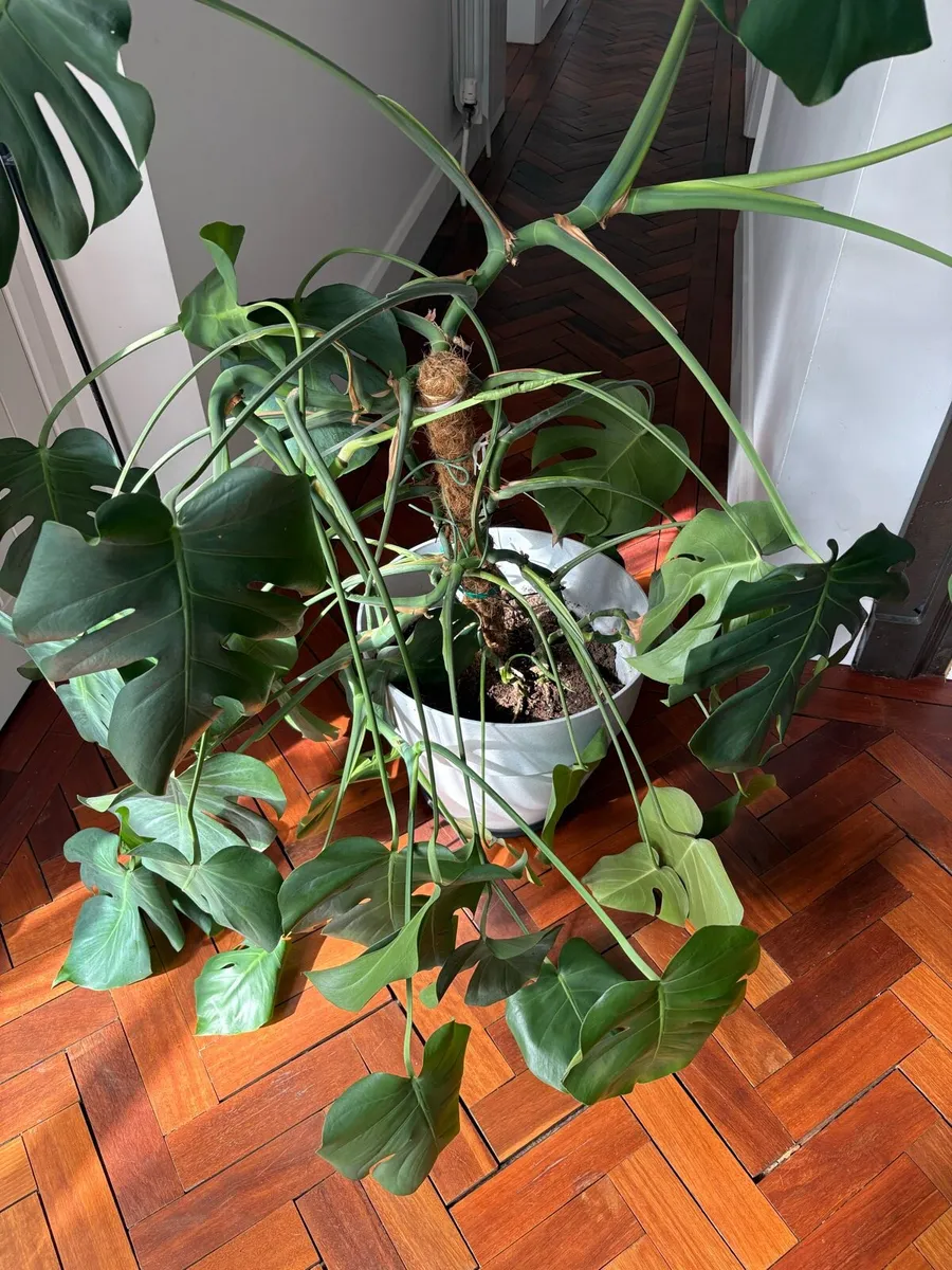 Large Houseplant - Image 2