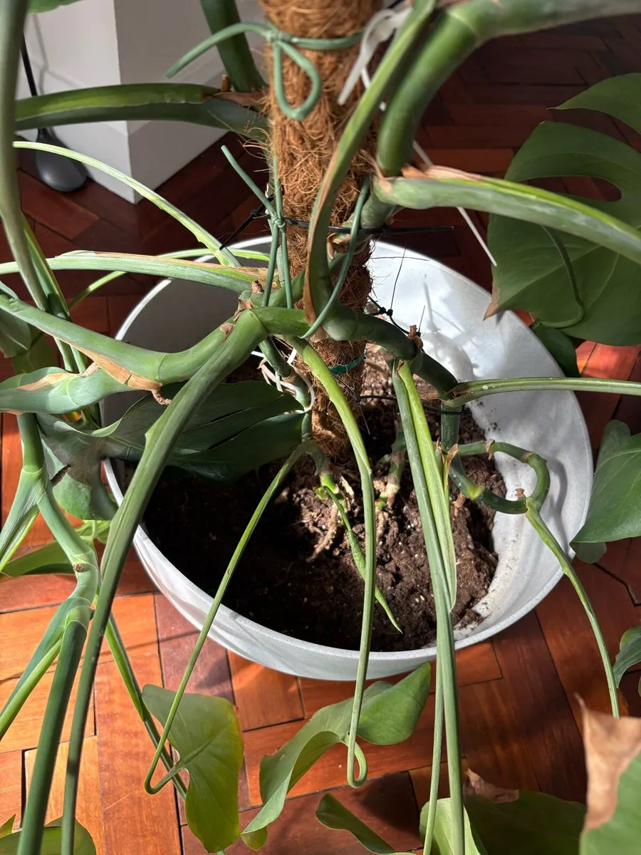 Large Houseplant - Image 3