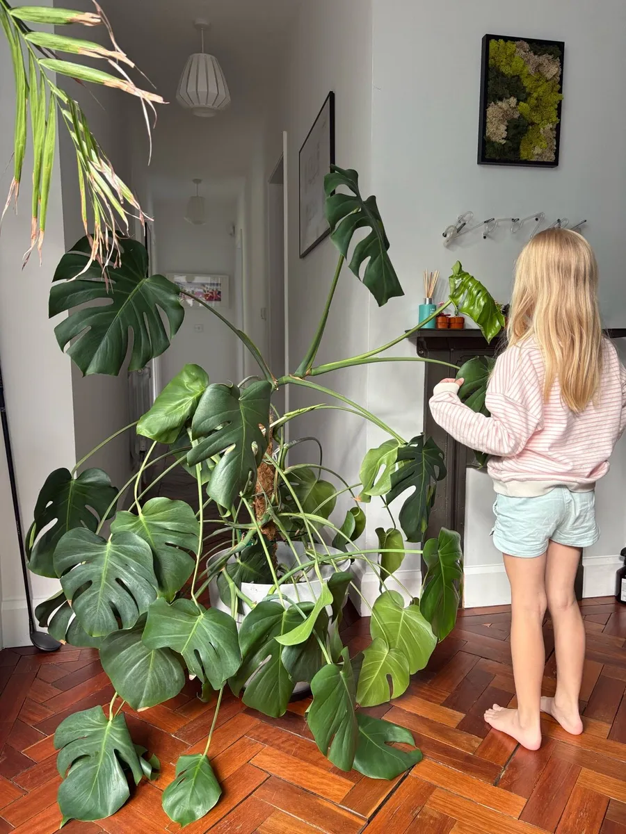 Large Houseplant - Image 4