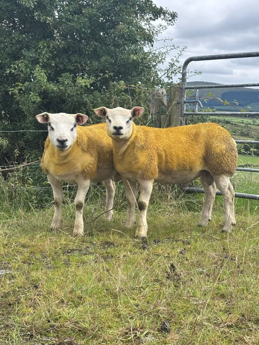 PBR Texel ram lamb - Image 1