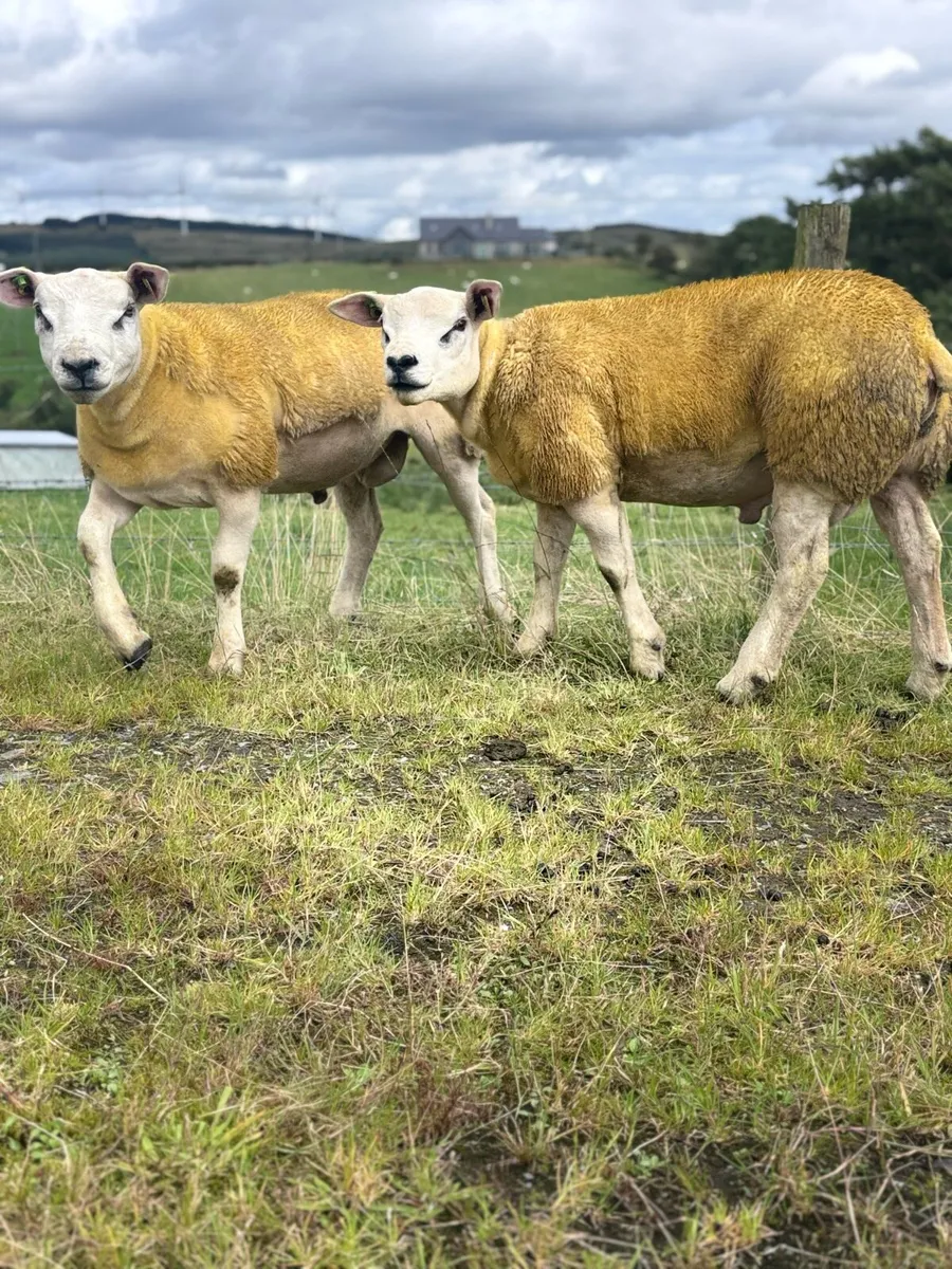 PBR Texel ram lamb - Image 2