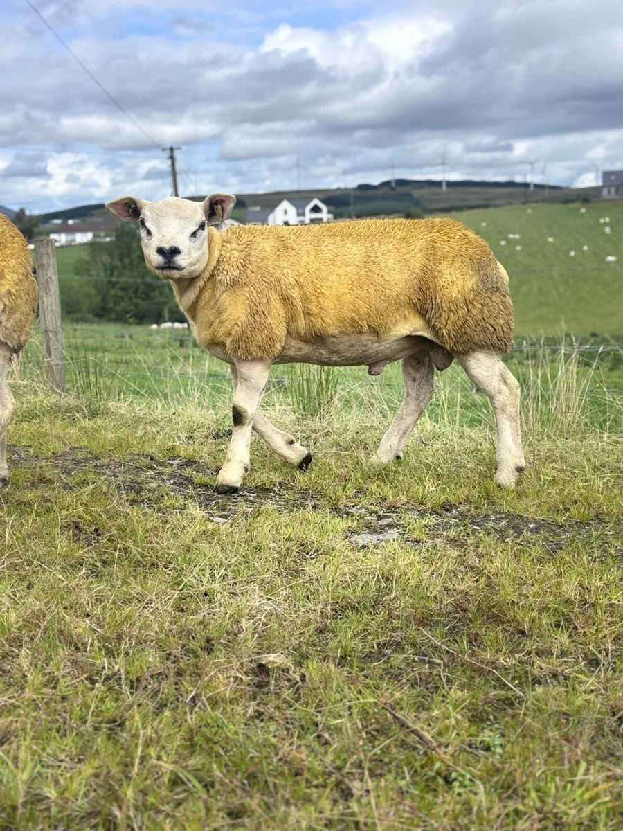 PBR Texel ram lamb - Image 3