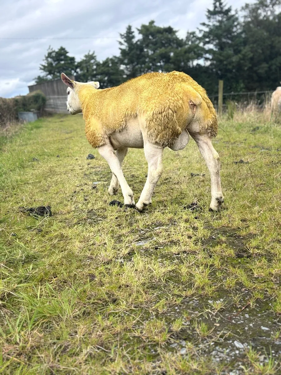 PBR Texel ram lamb - Image 4