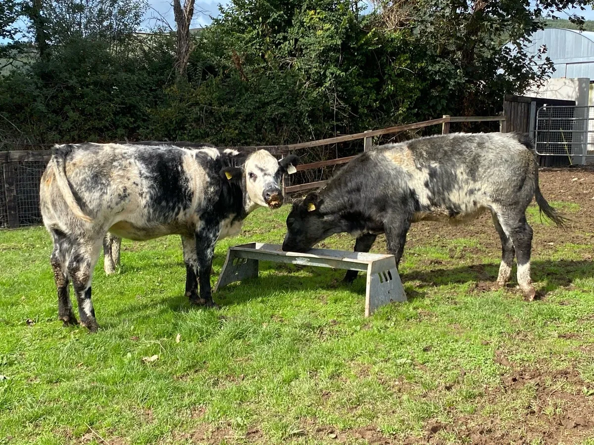 3 Blue Bulling Heifers 350kg @ Lissava - Image 4
