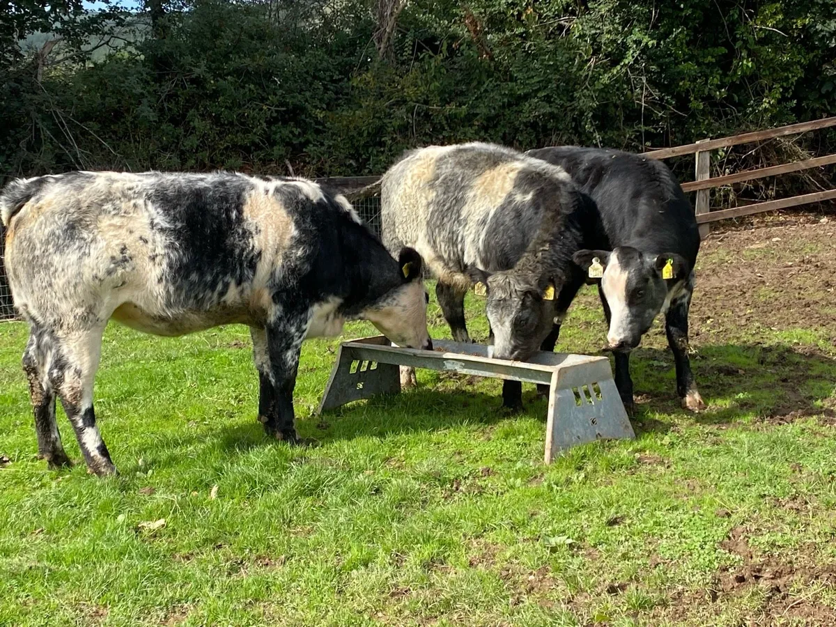 3 Blue Bulling Heifers 350kg @ Lissava - Image 1