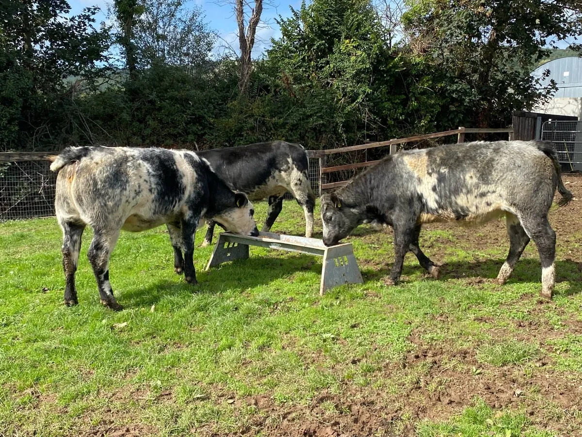 3 Blue Bulling Heifers 350kg @ Lissava - Image 2