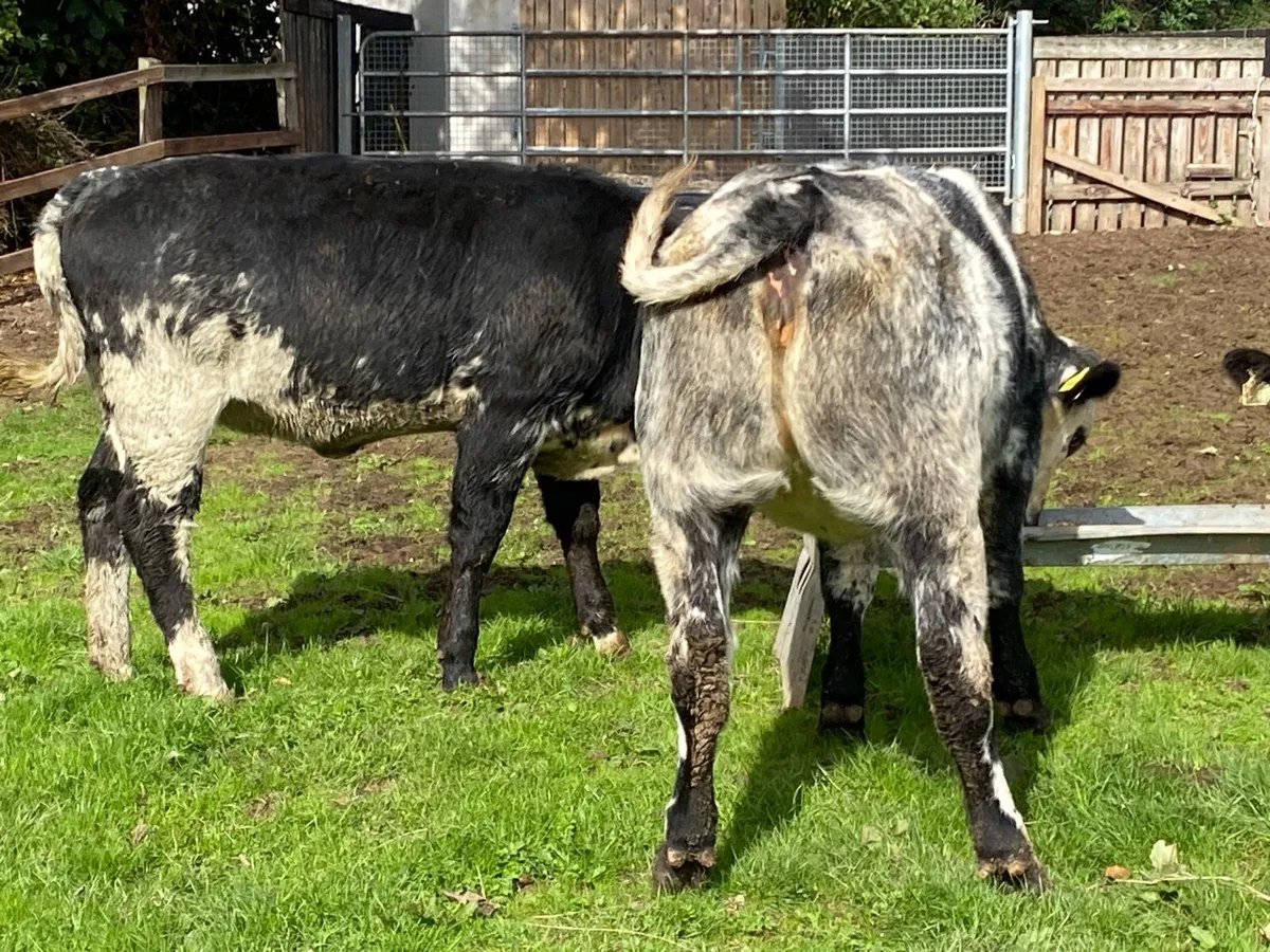 3 Blue Bulling Heifers 350kg @ Lissava - Image 3