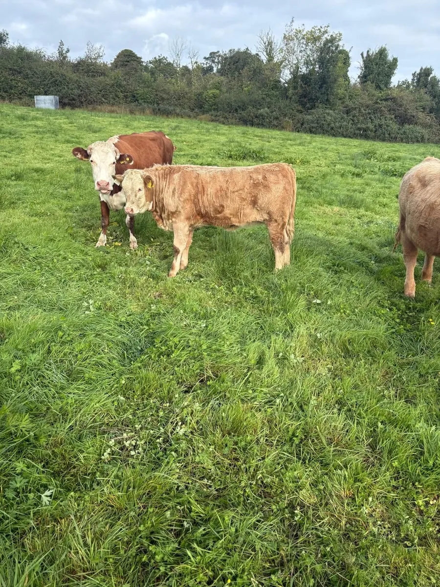 Weanlings - Image 1