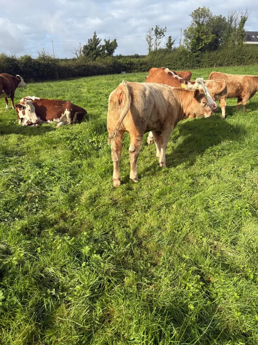 Weanlings - Image 3