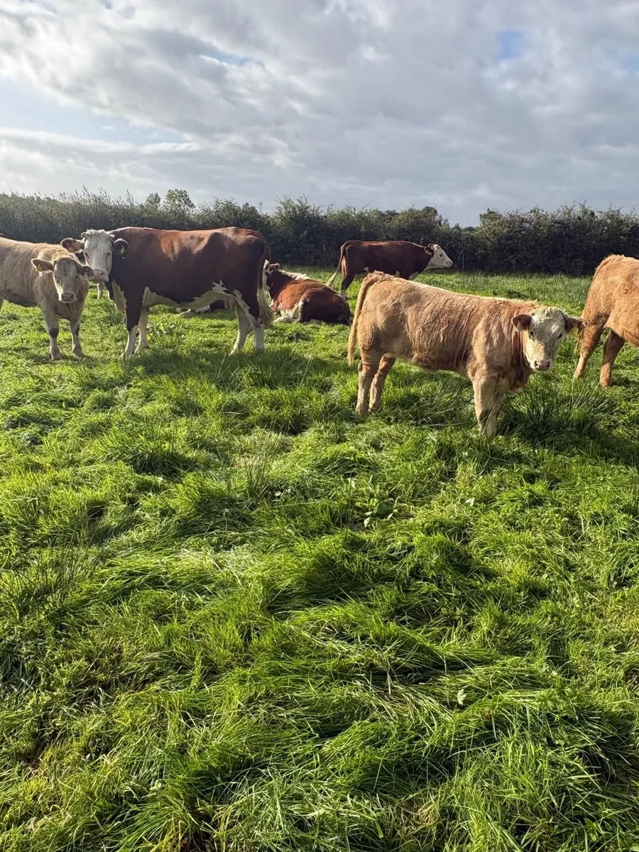 Weanlings - Image 4