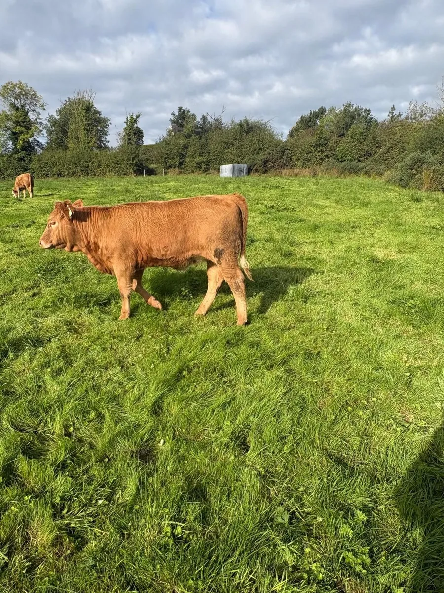 Weanlings - Image 2