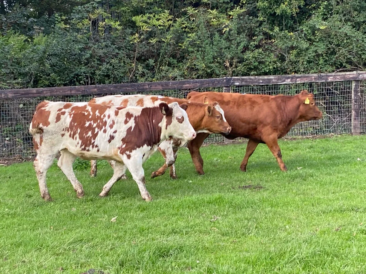 3 Red Blue Heifers 380kg @ Lissava - Image 1