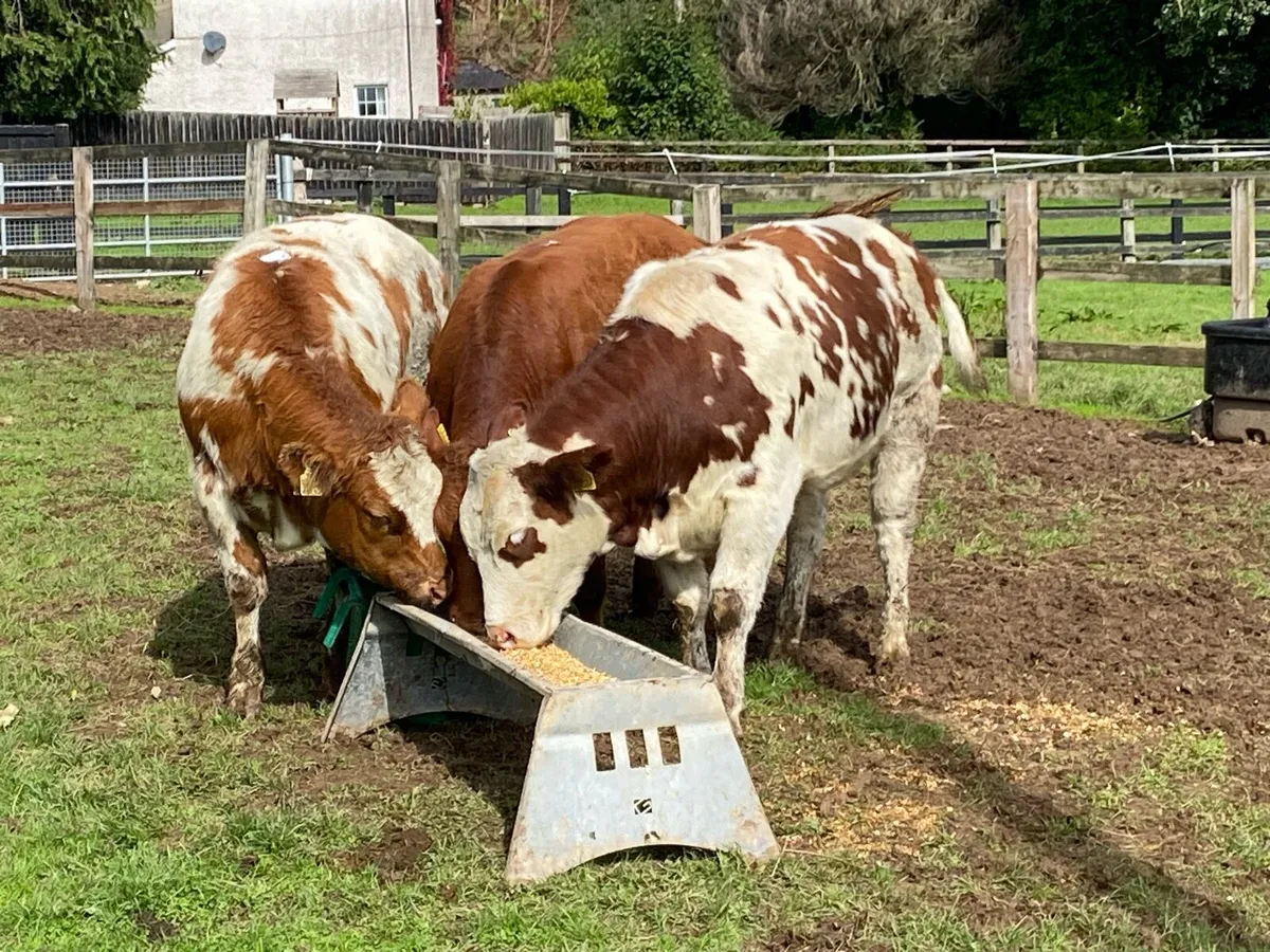 3 Red Blue Heifers 380kg @ Lissava - Image 2