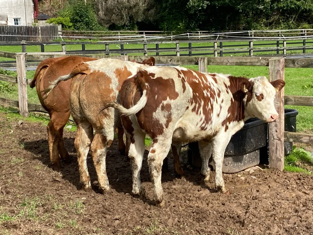 3 Red Blue Heifers 380kg @ Lissava - Image 4