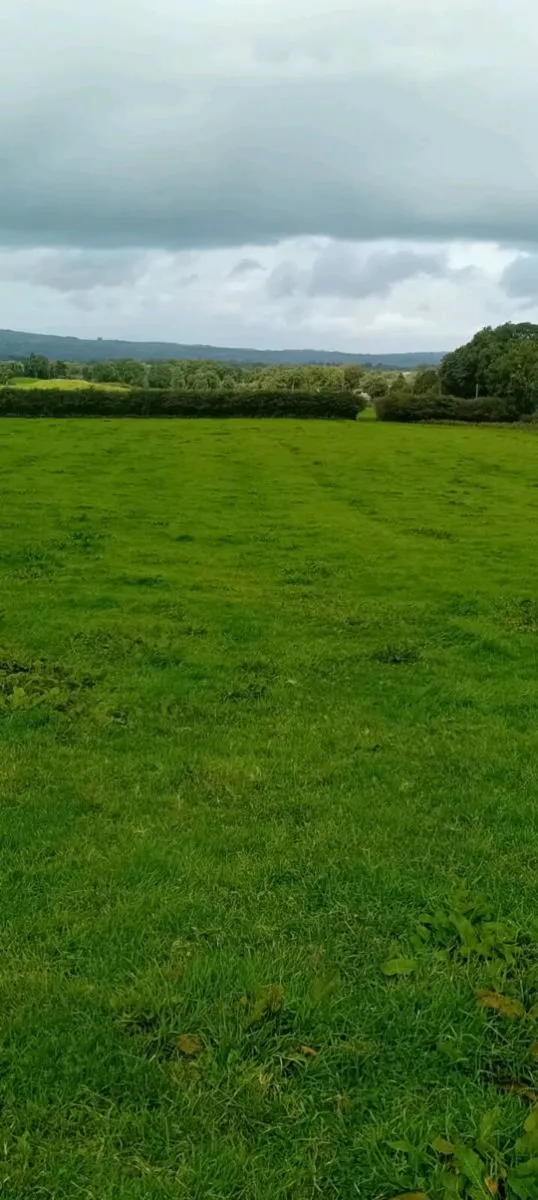 Sheep grazing - Image 1