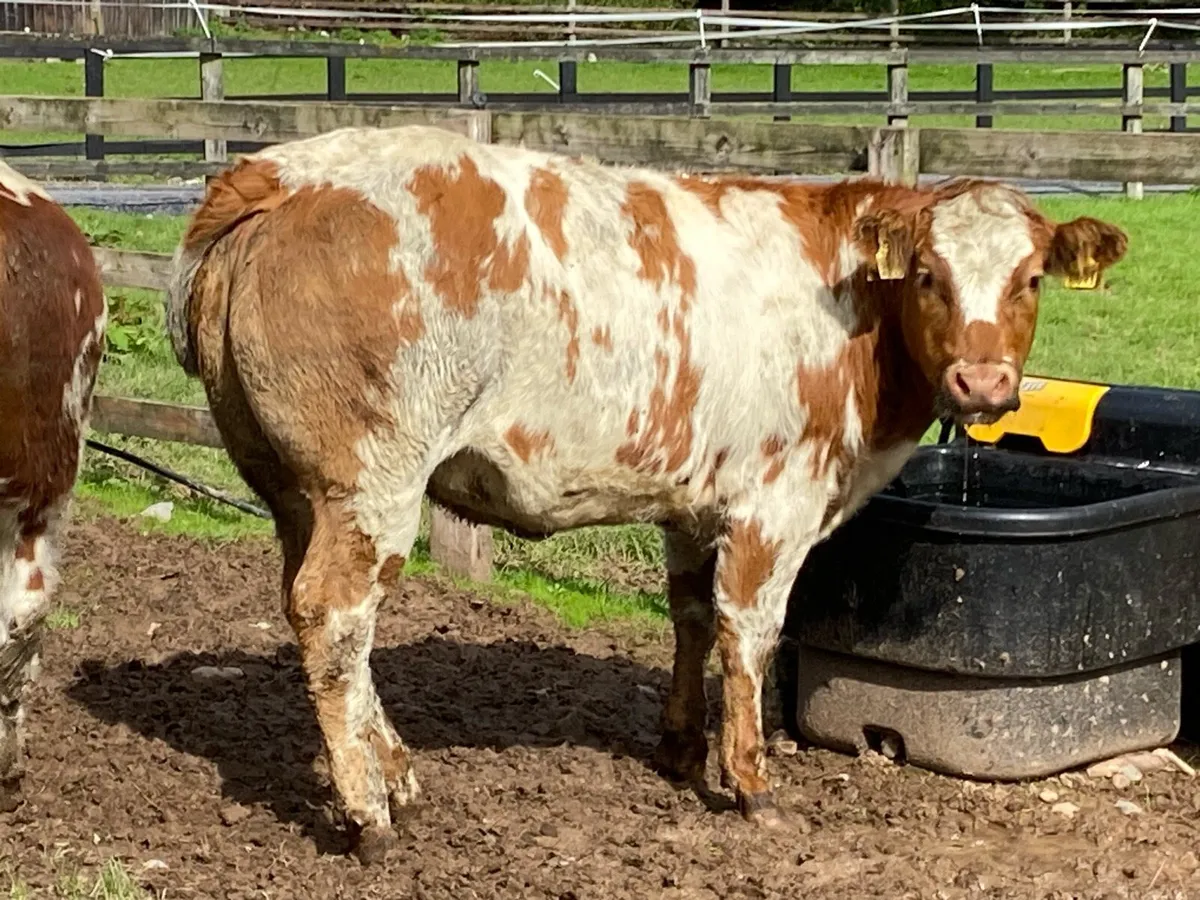 3 Red Blue Heifers 380kg @ Lissava - Image 3