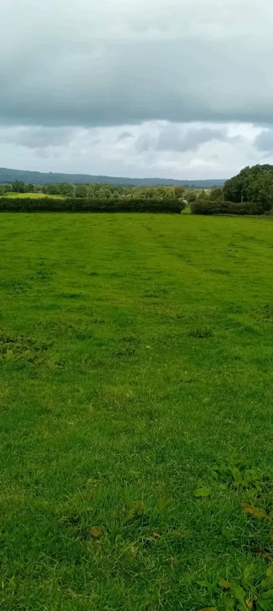 Sheep grazing - Image 2