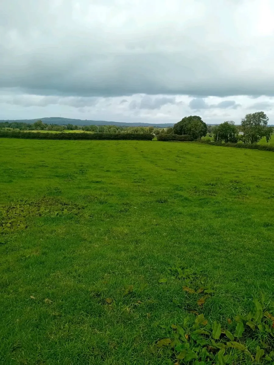 Sheep grazing - Image 3