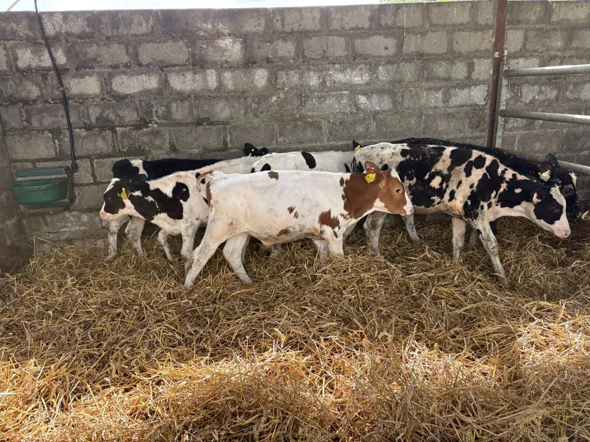 6 FR bull weanlings - Image 1