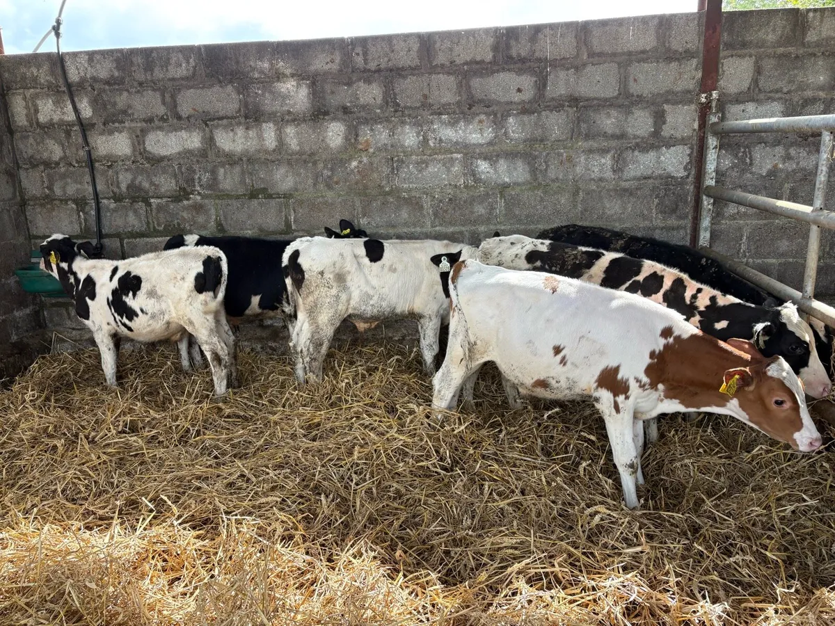 6 FR bull weanlings - Image 2