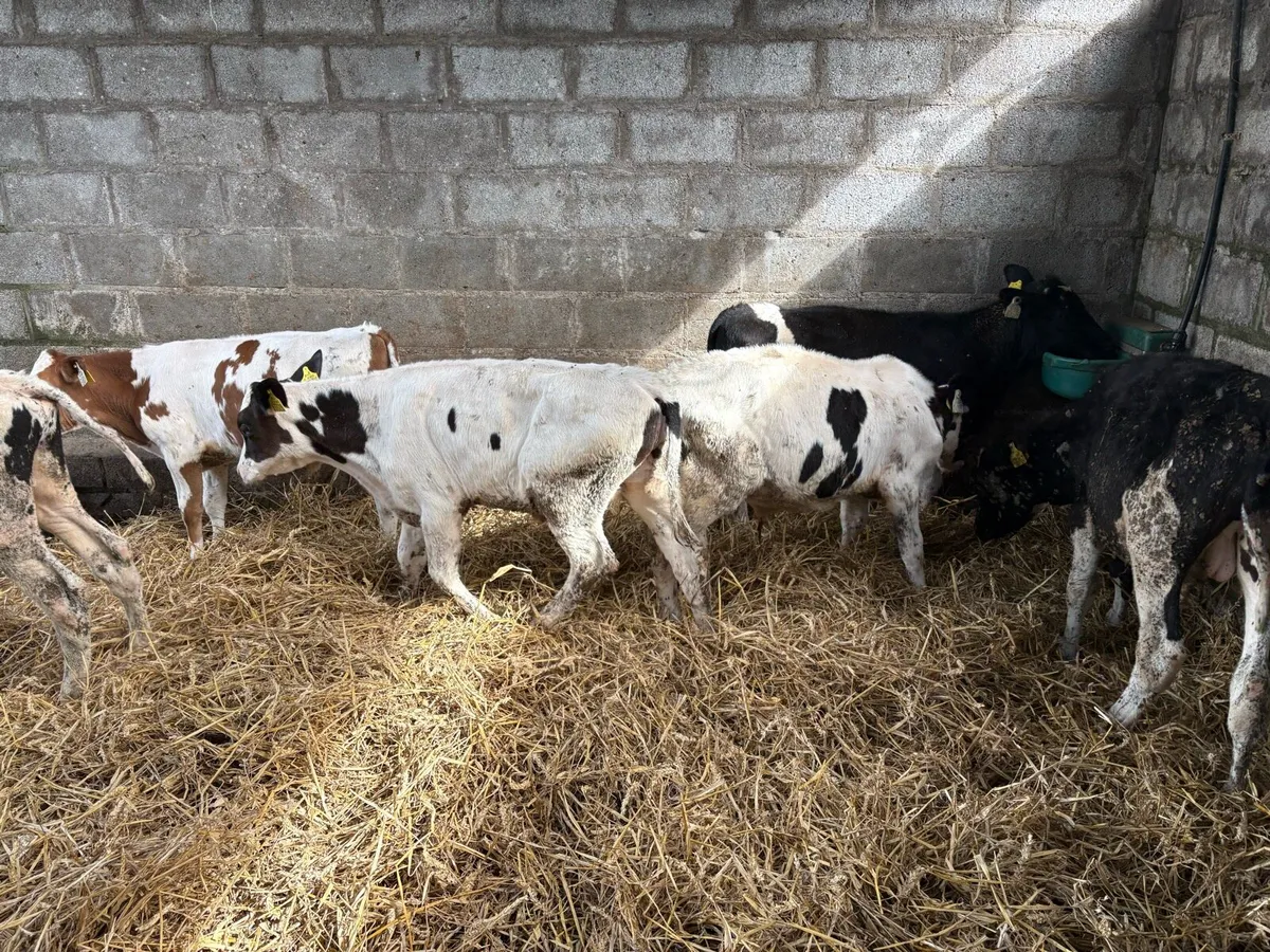 6 FR bull weanlings - Image 3