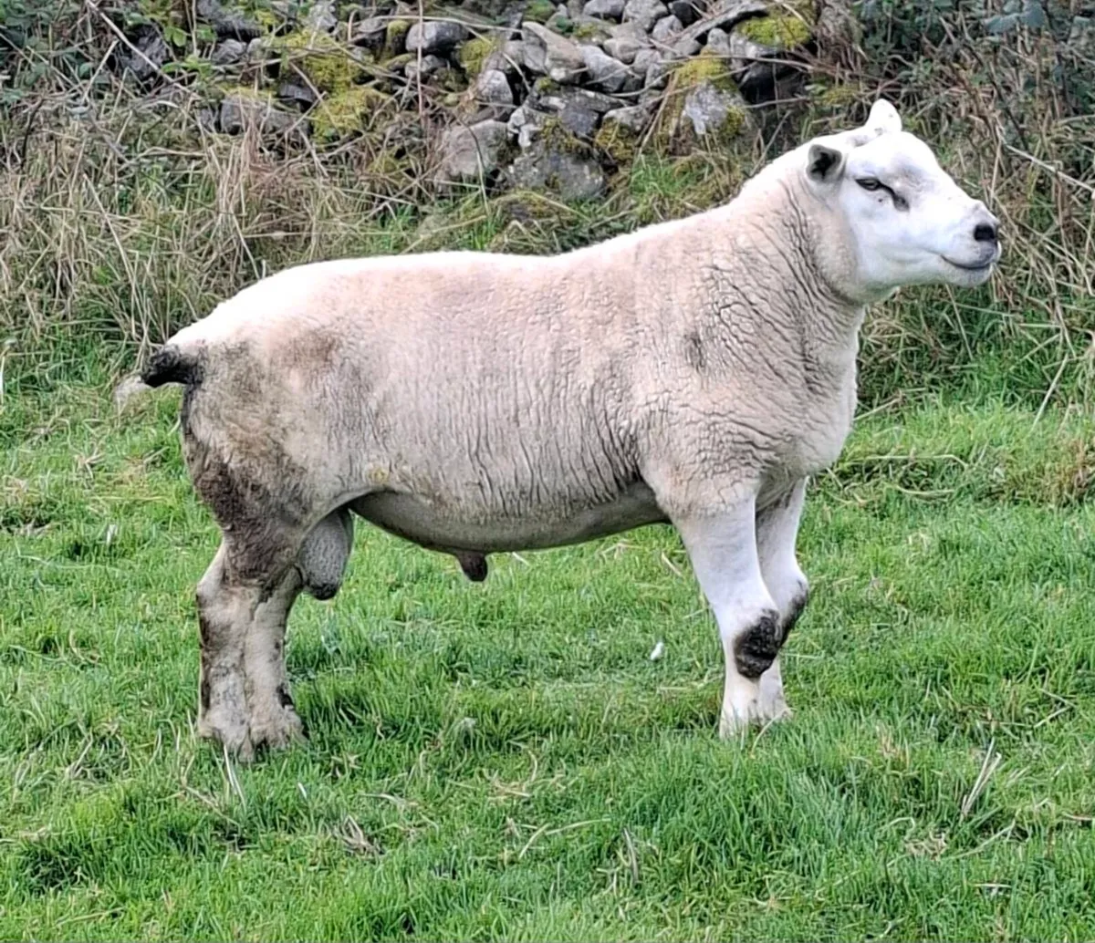 4 yr old chartex ram