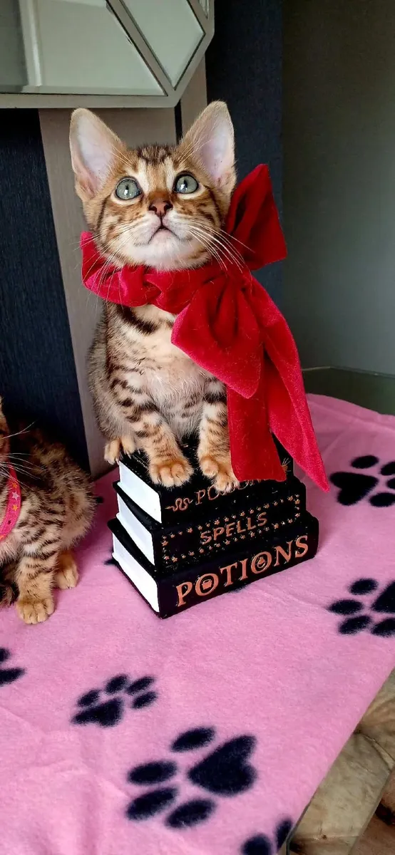 Amazing Purebred Bengal kittens for sale - Image 1