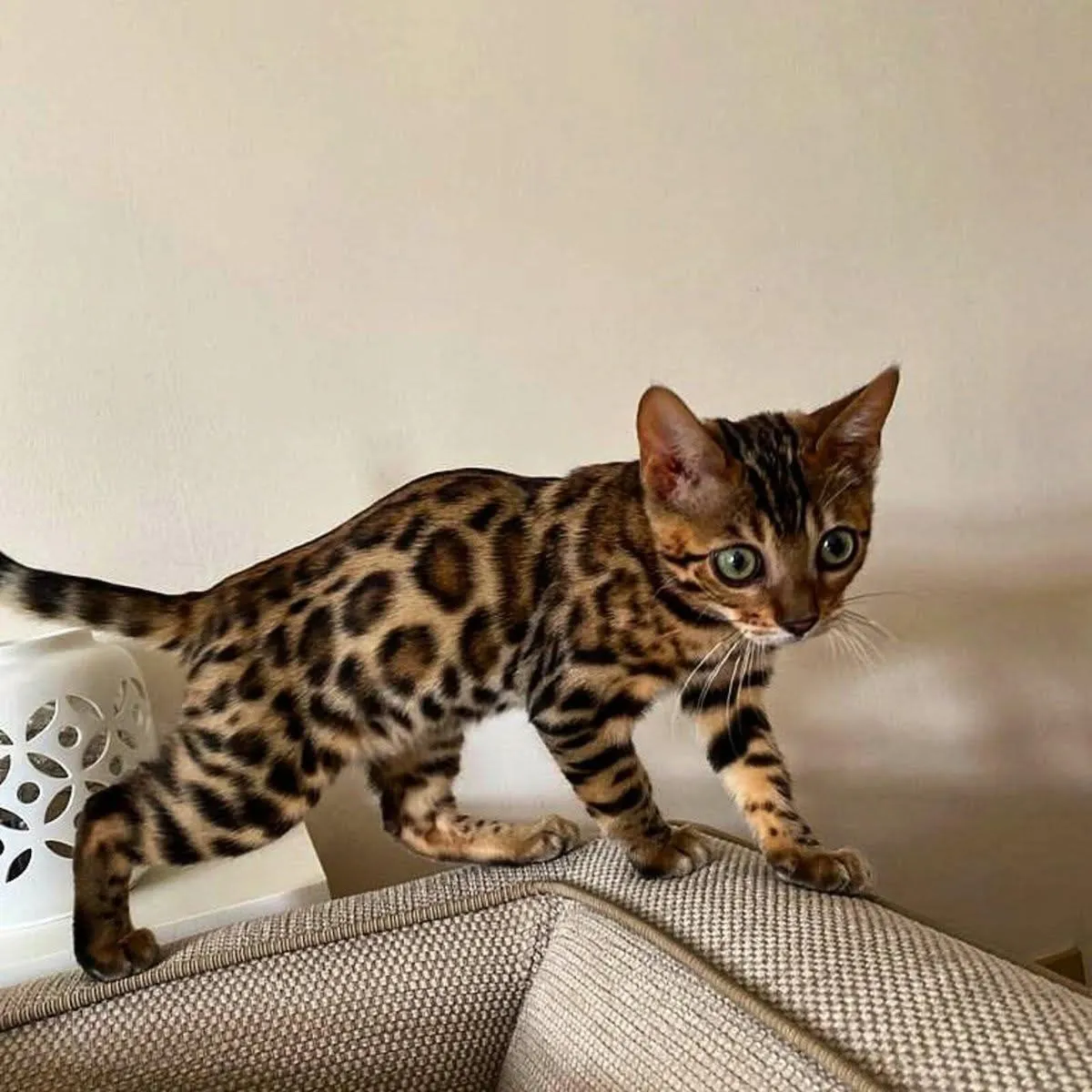 Amazing Purebred Bengal kittens for sale - Image 3