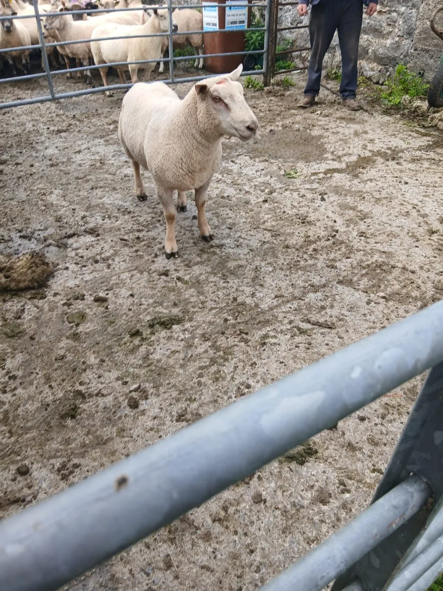 Charollais Hogget Ram - Image 2