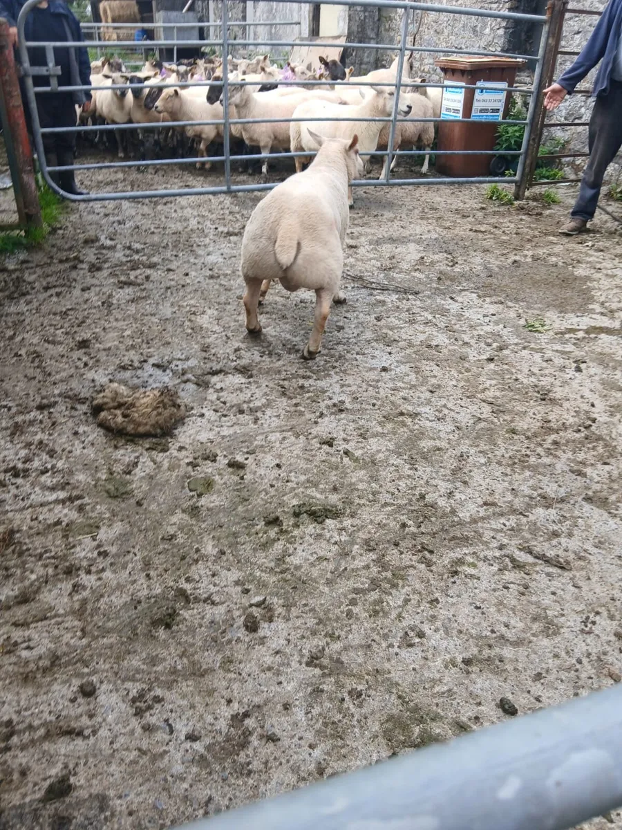 Charollais Hogget Ram - Image 3