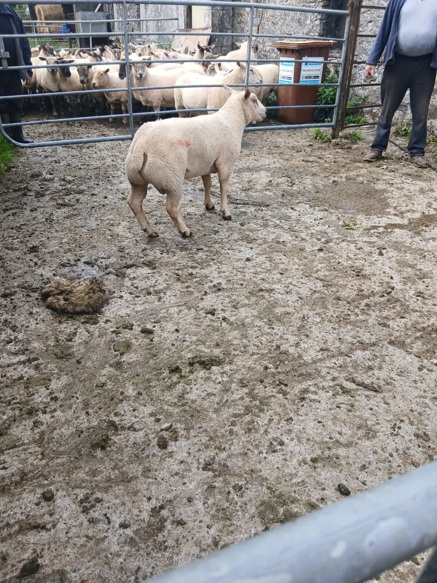 Charollais Hogget Ram - Image 4