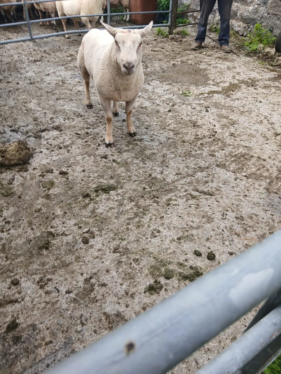 Charollais Hogget Ram - Image 1