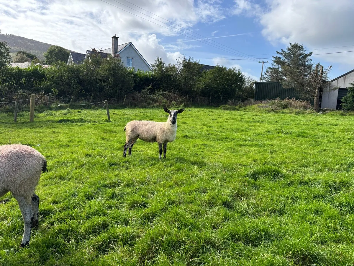 PBR BlueFaced Leicesters - Image 4