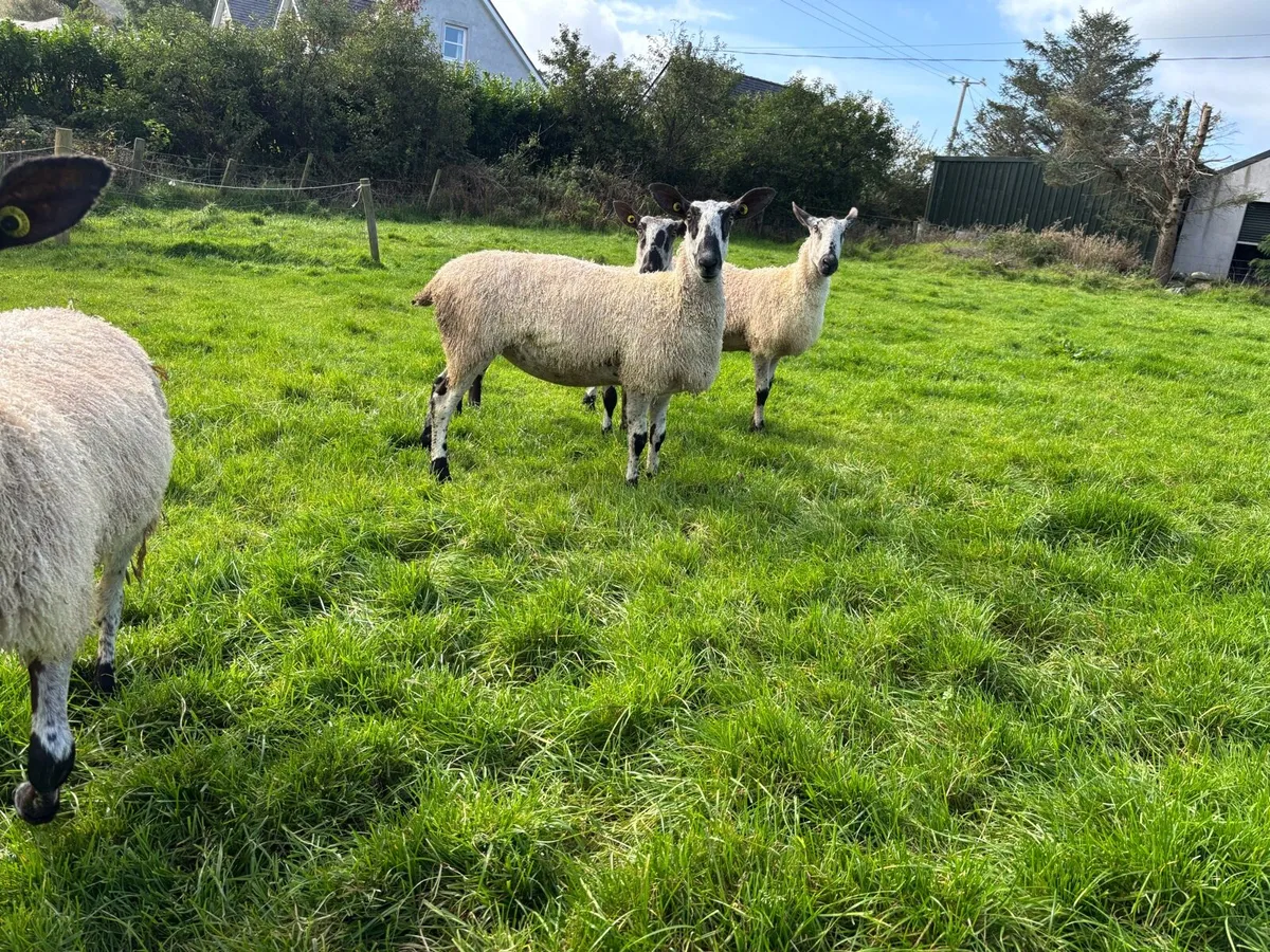 PBR BlueFaced Leicesters - Image 1
