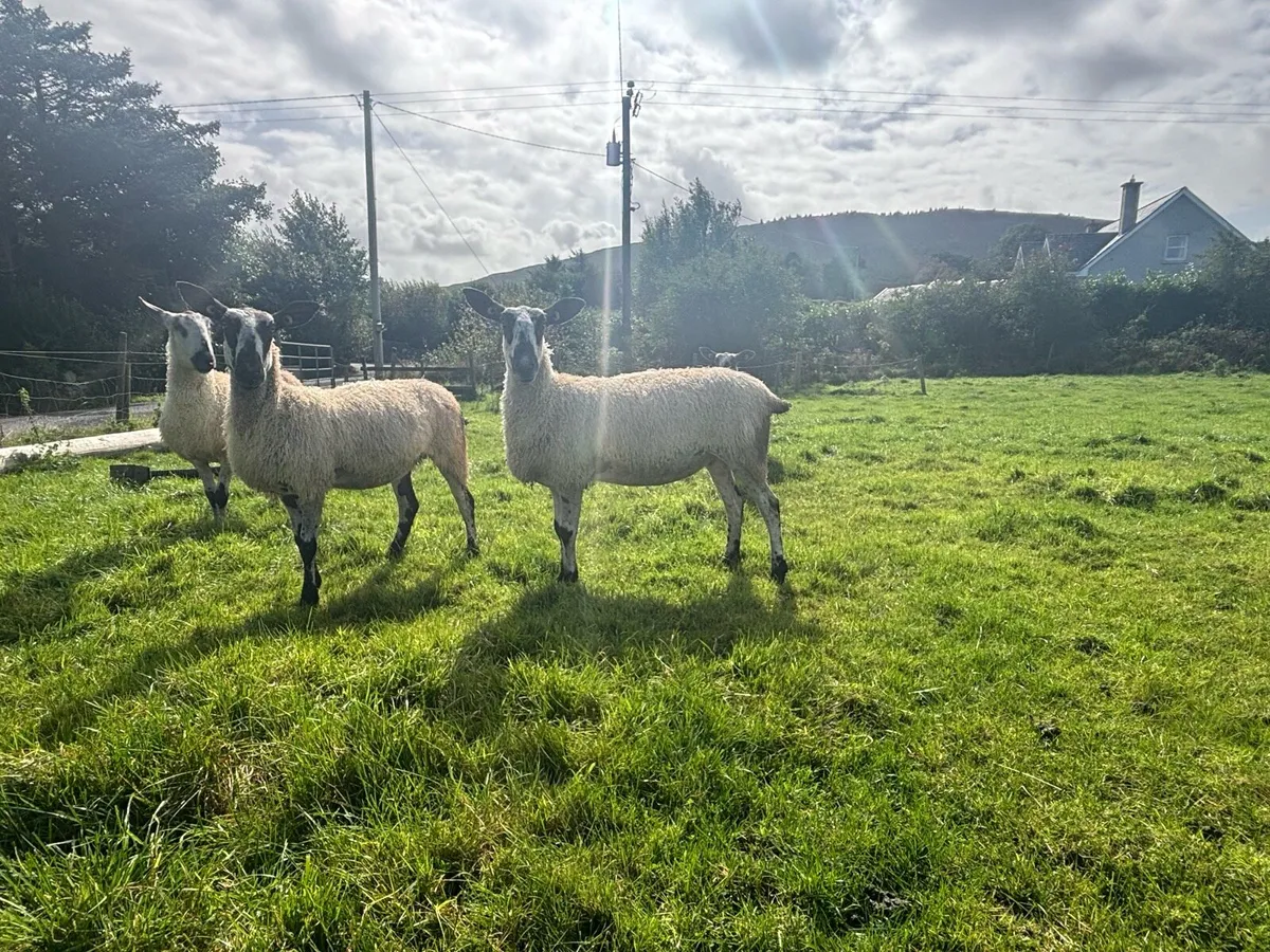 PBR BlueFaced Leicesters - Image 2