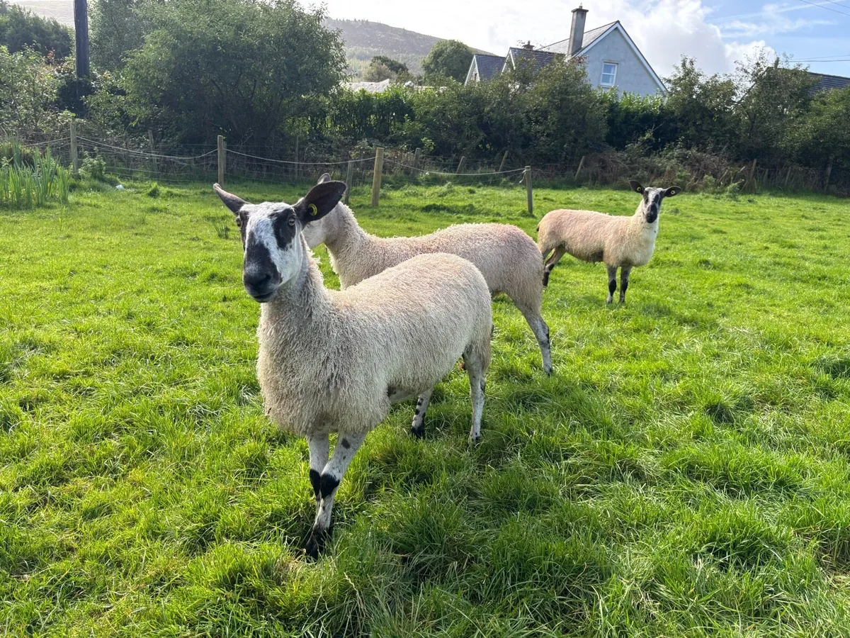 PBR BlueFaced Leicesters - Image 3