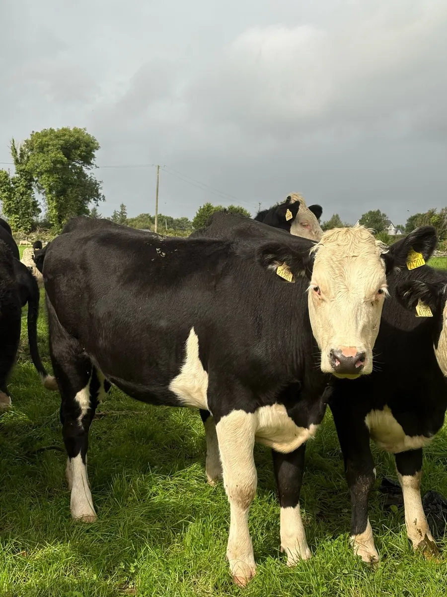 Whitehead Heifers - Image 1