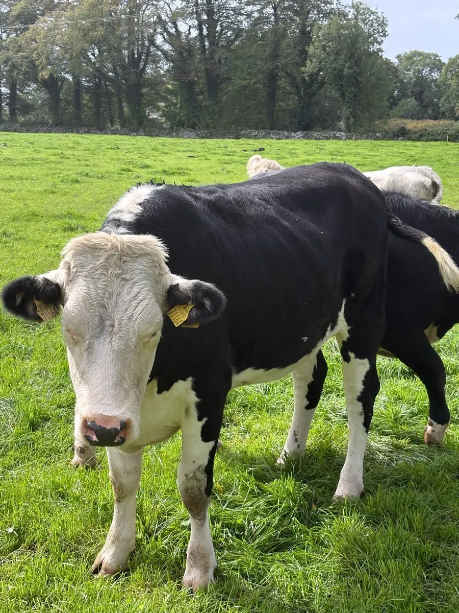 Whitehead Heifers - Image 2